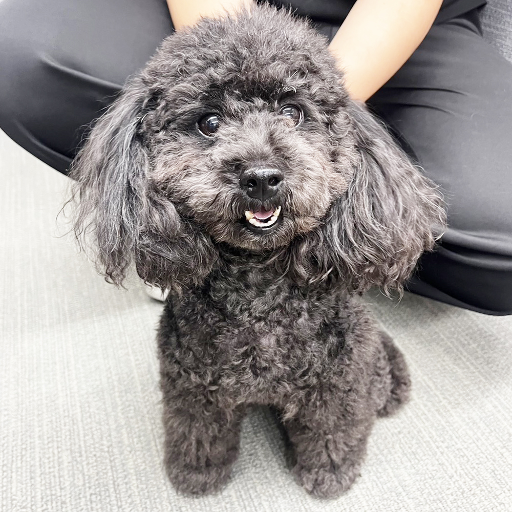 生徒が撮影したモデル犬の写真♪①